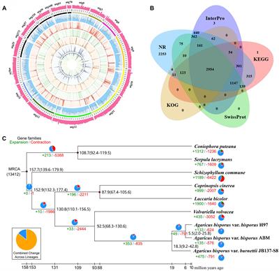 Genomic Analyses Reveal Evidence of Independent Evolution, Demographic History, and Extreme Environment Adaptation of Tibetan Plateau Agaricus bisporus